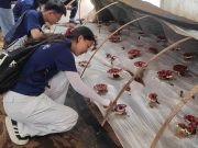 青岛农大学子赴江苏南通探寻千年芝蕴，助力菌业发展