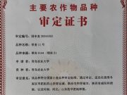 青岛农大培育小麦新品种“青麦11号”通过国家审定