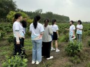 山东中医药学子三下乡：挖掘中医药宝藏，助推乡村振兴腾飞